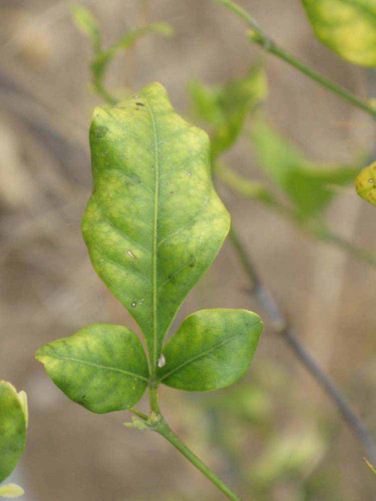              Trifoliolate leaf (Riverside, CA)       
